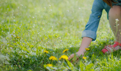 A child collects flowers dandelions in the grass in the spring. Spring background.
