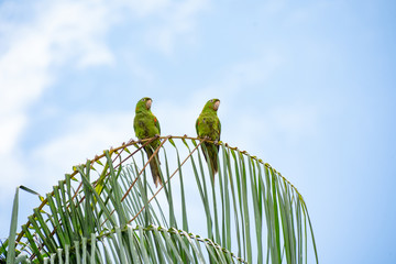 Cute Couple of a Scaly-headed Parrot Birds on Tree