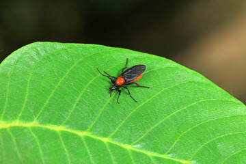 Ladybug larvae in natural state， north China