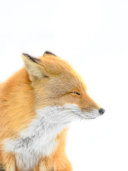 Japanese red fox in the snow close up portrait