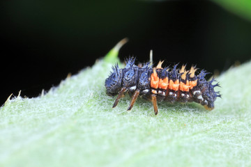 Ladybug larvae in natural state， north China