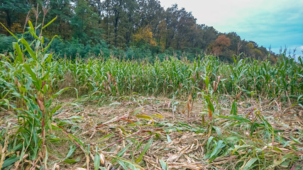 Destroyed corn field