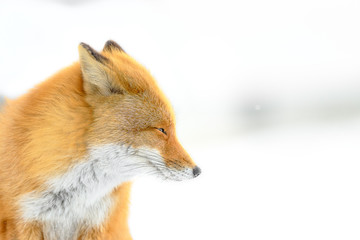 Obraz premium Japanese red fox in the snow close up portrait