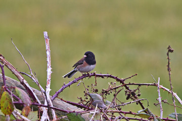 Charming Dark eyed Junco perched on brambles in British Columbia