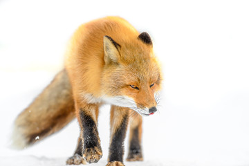 Obraz premium Japanese red fox in the snow close up portrait