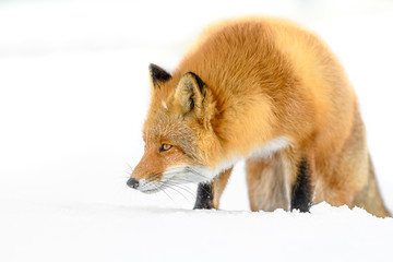 Japanese red fox in the snow close up portrait