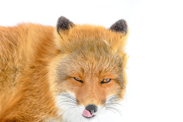 Japanese red fox in the snow close up portrait