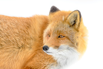 Japanese red fox in the snow close up portrait