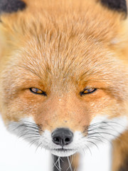 Fototapeta premium Japanese red fox in the snow close up portrait
