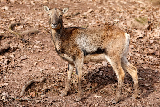 Mufflon Weibchen steht im Wald