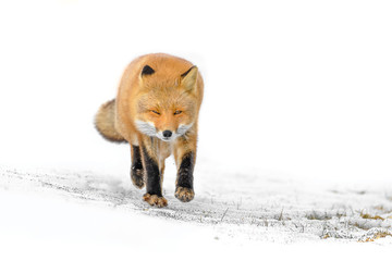 Japanese red fox standing in the pure white snow of Hokkaidp