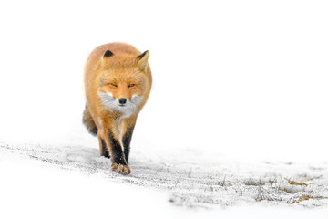 Japanese red fox standing in the pure white snow of Hokkaidp - 322196182