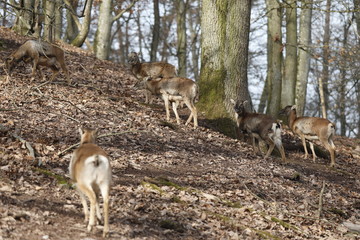Mufflon Herde, weibliche Tiere laufen durch Wald