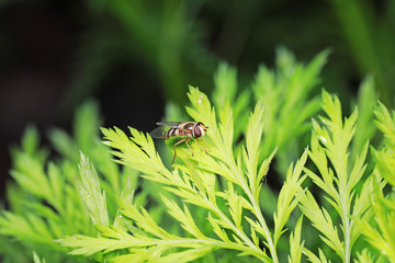 Syrphidae in natural state, North China