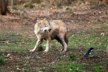Männlicher europäischer Wolf frisst Beute und Fleisch