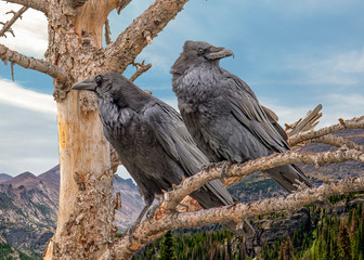 Ravens