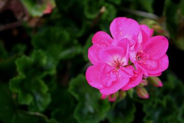 Obraz na płótnie Canvas deep pink geranium flower wildflower