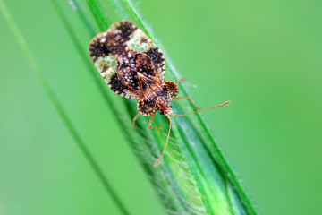 Stink bug on green leaves, North China