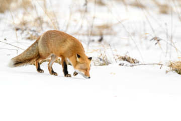 Japanese red fox standing in the brush and the snow in winter