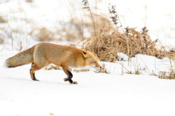 Japanese red fox standing in the brush and the snow in winter
