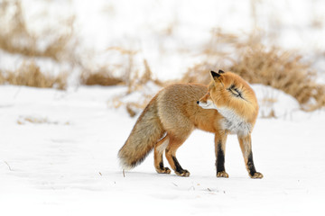 Japanese red fox standing in the brush and the snow in winter