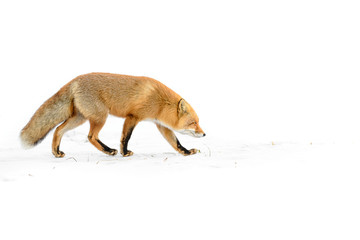 Obraz premium Japanese red fox standing in the pure white snow of Hokkaidp