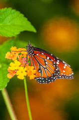 Monarch Butterfly on a Yellow Flower 
