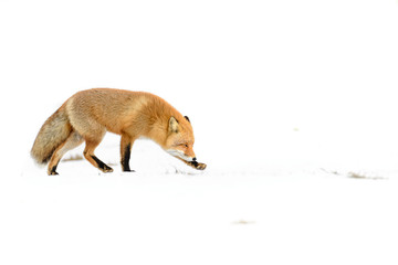 Japanese red fox standing in the pure white snow of Hokkaidp