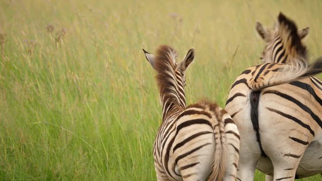 Zebra calf turns nervously to stick close to its mother between long green grass, windy day