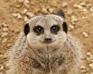 Meerkat portrait