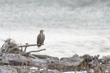white tailed sea eagle standing on a branch