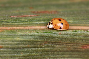 ladybug on green leaves, North China