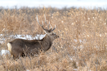 sika deer in the brush