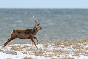 sika deer running near the sea