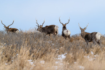 sika deer in the brush