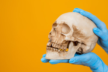 Skull in the hands of man. Hands in gloves - with a human skull. Concept - research into the causes...