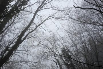 Fototapeta na wymiar Gloomy winter day in the woods