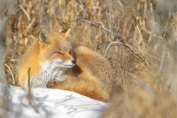 Japanese red fox resting in the brush and the snow in winter