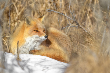Japanese red fox resting in the brush and the snow in winter
