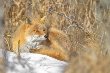 Japanese red fox resting in the brush and the snow in winter