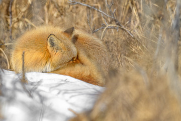Japanese red fox resting in the brush and the snow in winter