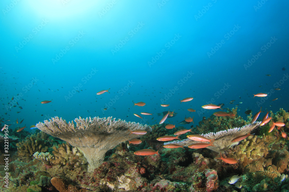 Wall mural Underwater coral reef and fish 