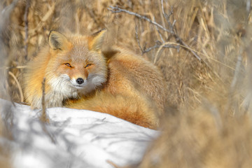 Japanese red fox resting in the brush and the snow in winter