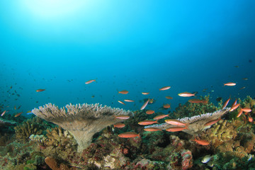 Fototapeta na wymiar Underwater coral reef and fish 