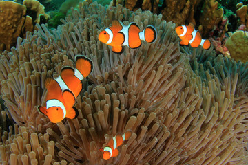 Naklejka na ściany i meble Clown Anemonefish (clownfish) fish on coral reef 