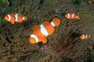 Clown Anemonefish (clownfish) fish on coral reef  - obrazy, fototapety, plakaty