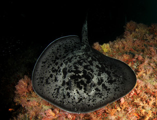 Marbled Ray or Blotched Fantail Ray