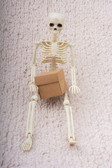 Human skeleton model  for medical anatomy science  posing with box