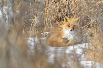 Japanese red fox resting in the brush and the snow in winter