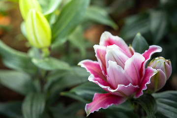 The background image of the colorful flowers